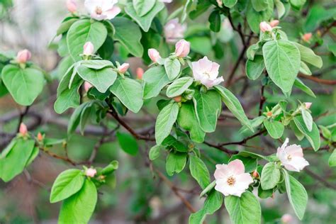  Quince Tree: Một Câu Chuyện về Sự Sẵn Sàng và Phúc Hữu!